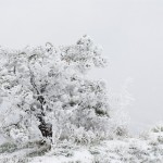 Tree covered in hoar frost, Horsetooth Reservoir, Fort Collins, Colorado