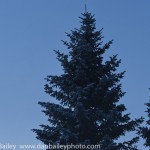 _DSC5154