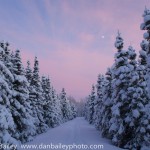 Snow Covered Trees, Anchorage, Alaska