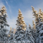 Snow covered pine trees in the forest, Alaska