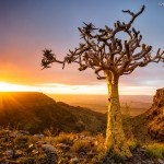 Namibia tree