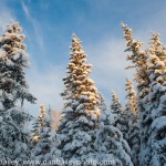 Snow on pine trees, winter landscapes, Alaska