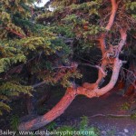 Gnarled pine trees at sunset