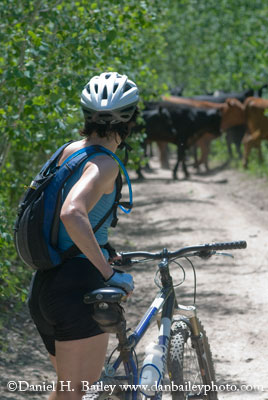 waiting for the cows