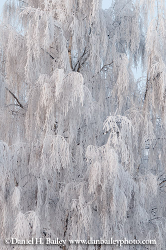 Tree covered in rhyme ice, Anchorage, Alaska