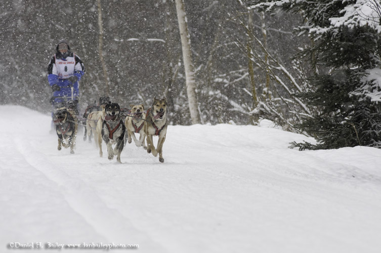 Sled Dog Racing, Anchorage, Alaska