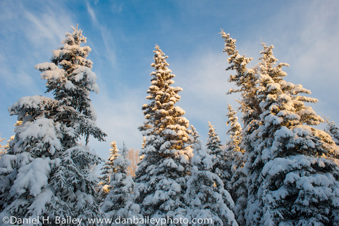 Snow on pine trees, winter landscapes, Alaska