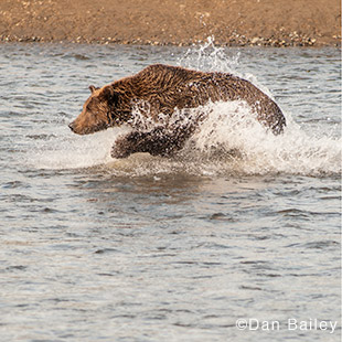 Bear-sidebar-photo