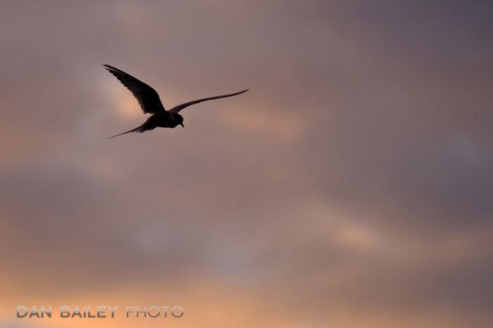 Arctic Tern flying above Potter Marsh